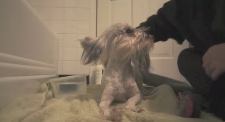 רץ עכשיו ברשת: סיפורה המרגש של כלבה עיוורת בשם טסה שניצלה שעות ספורות לפני המתת חסד