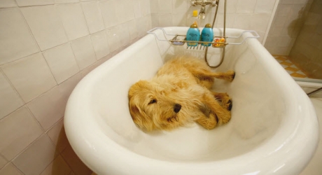גדעון עמיחי השיק קמפיין טלוויזיה בארצות הברית ל-DOGTV, ערוץ הטלוויזיה הראשון המיועד לכלבים