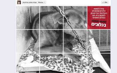 שכחו אותנו בכלובים - בואו לעזור למאות כלבים שנשכחו באלבומי הפייסבוק
